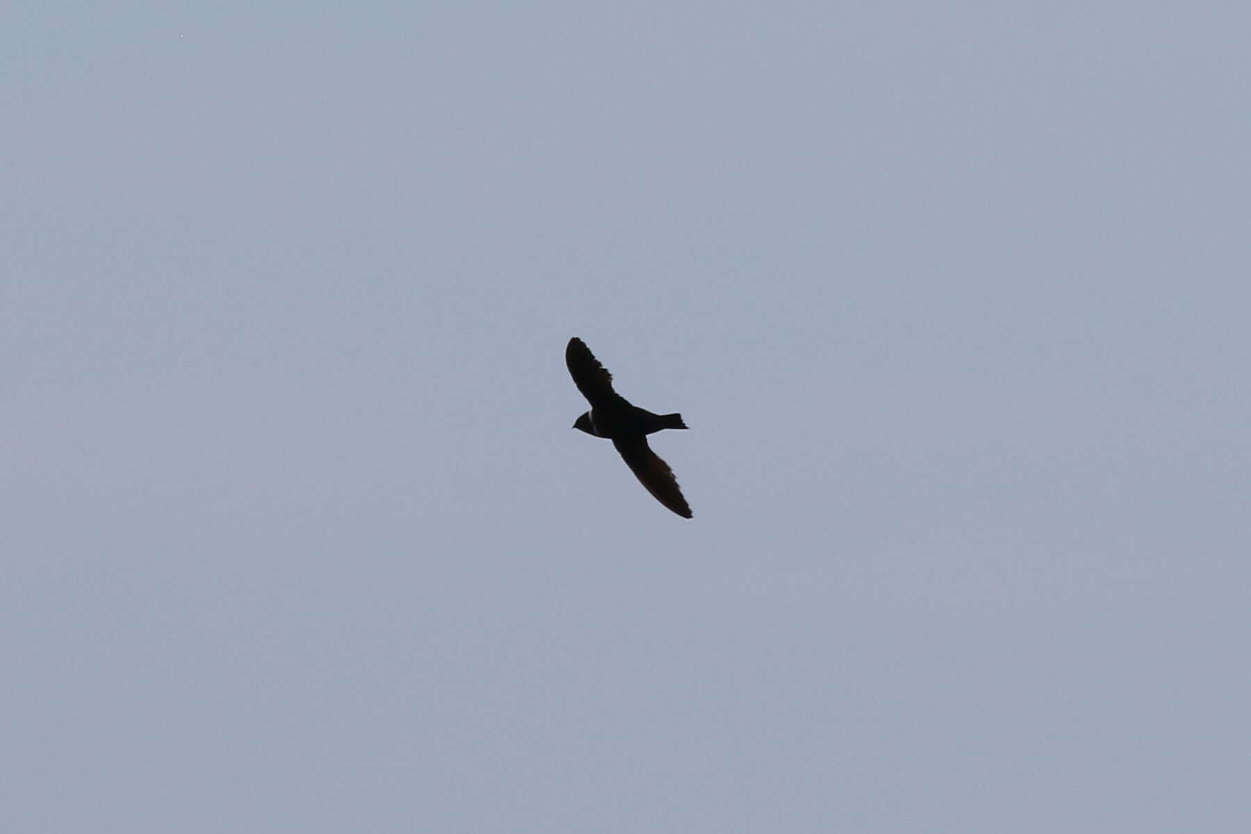 Image of White-collared Swift