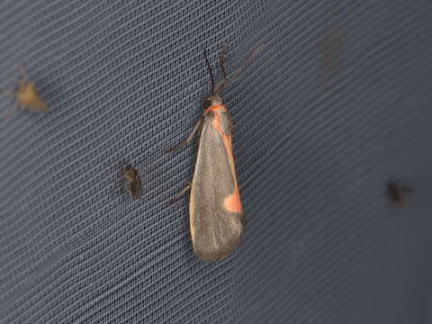 Image of Lead-colored Lichen Moth