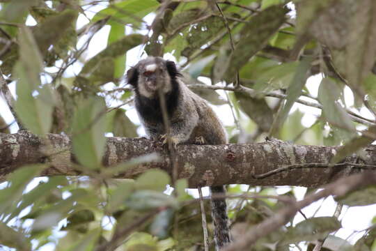 Image of Black-pencilled Marmoset