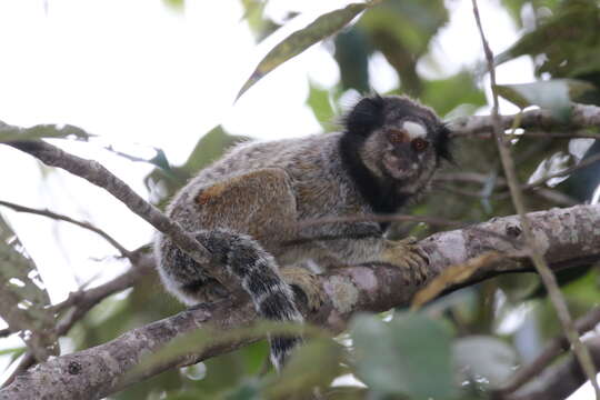 Image of Black-pencilled Marmoset