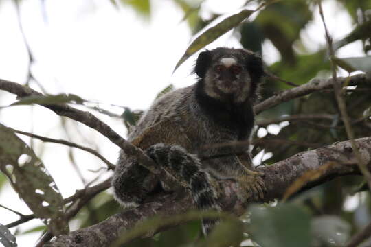 Image of Black-pencilled Marmoset