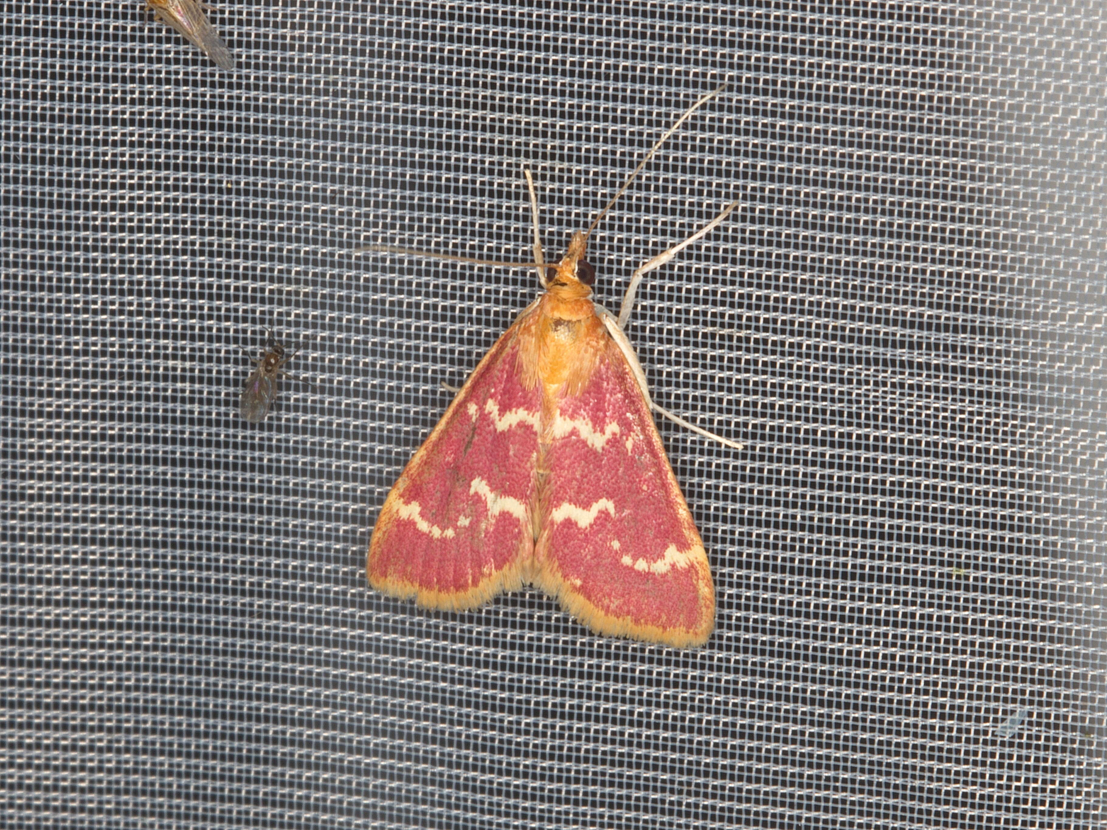 Image of Raspberry Pyrausta