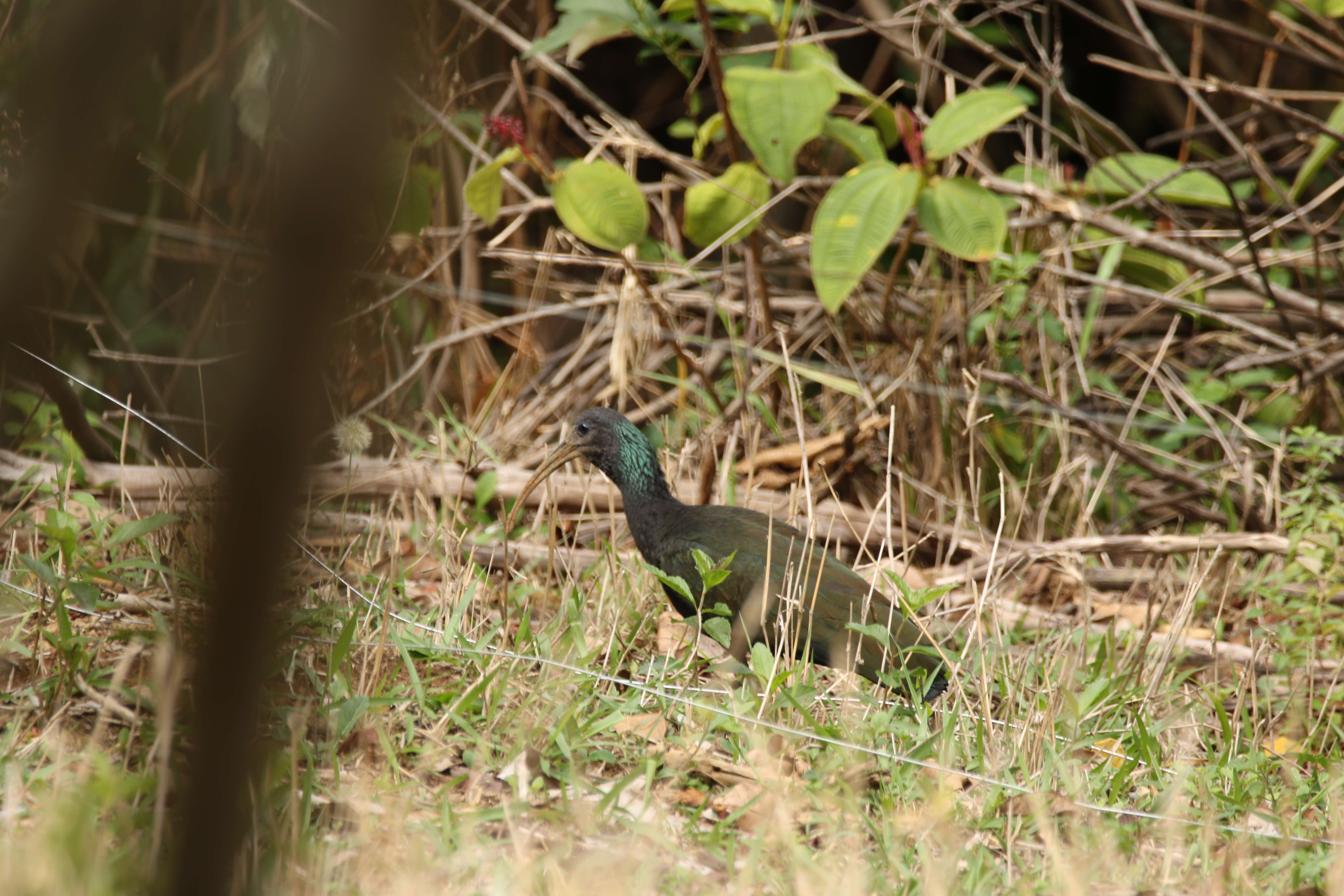 Image of Mesembrinibis Peters & JL 1930