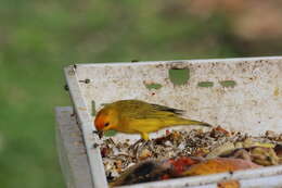 Image of Saffron Finch