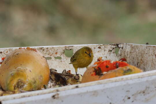 Image of Saffron Finch