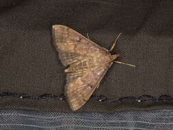 Image of Dusky Herpetogramma