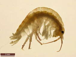 Image of beach-flea