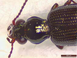 Image of bembidious beetles