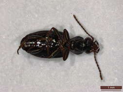 Image of bembidious beetles