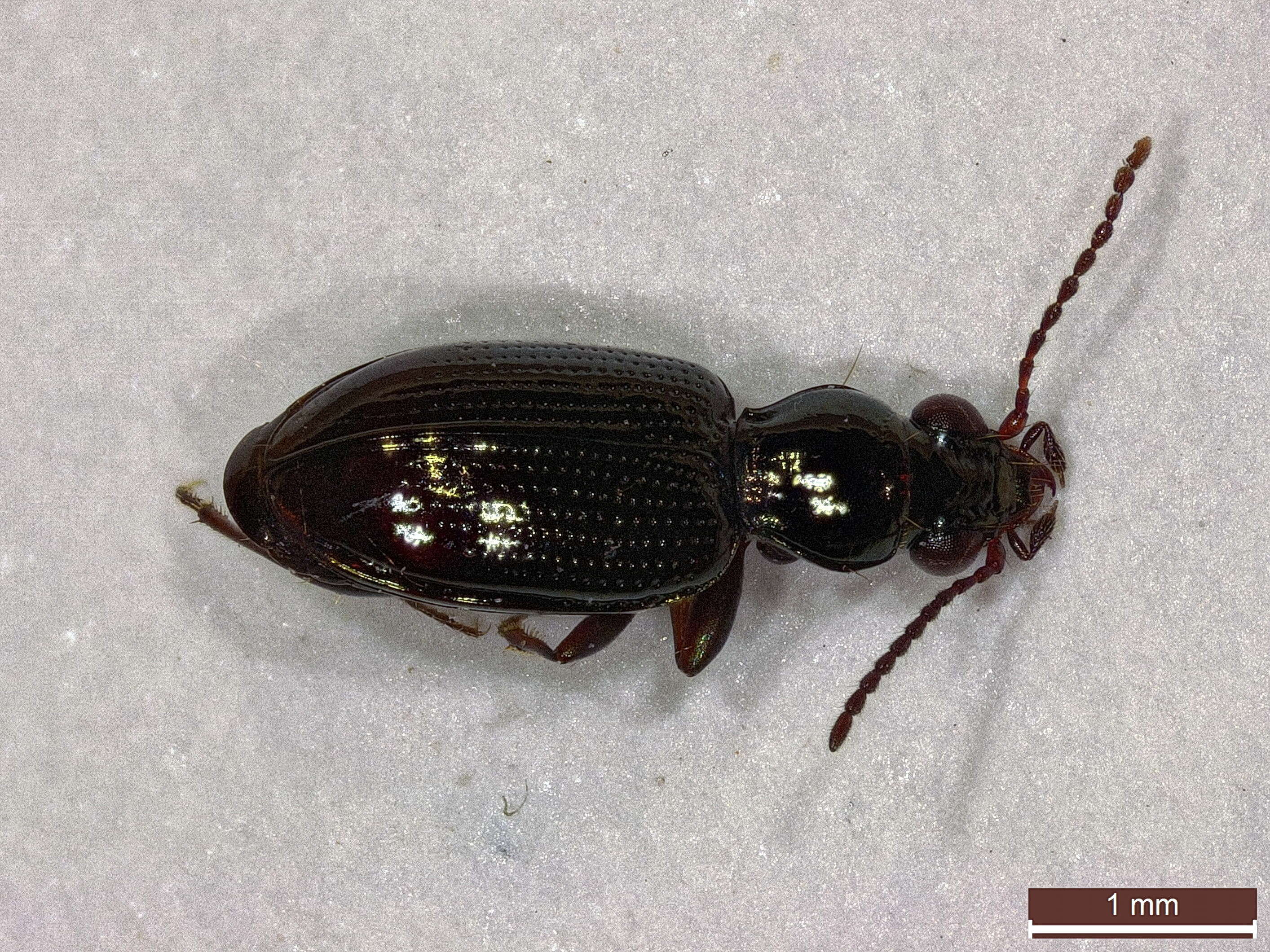 Image of bembidious beetles