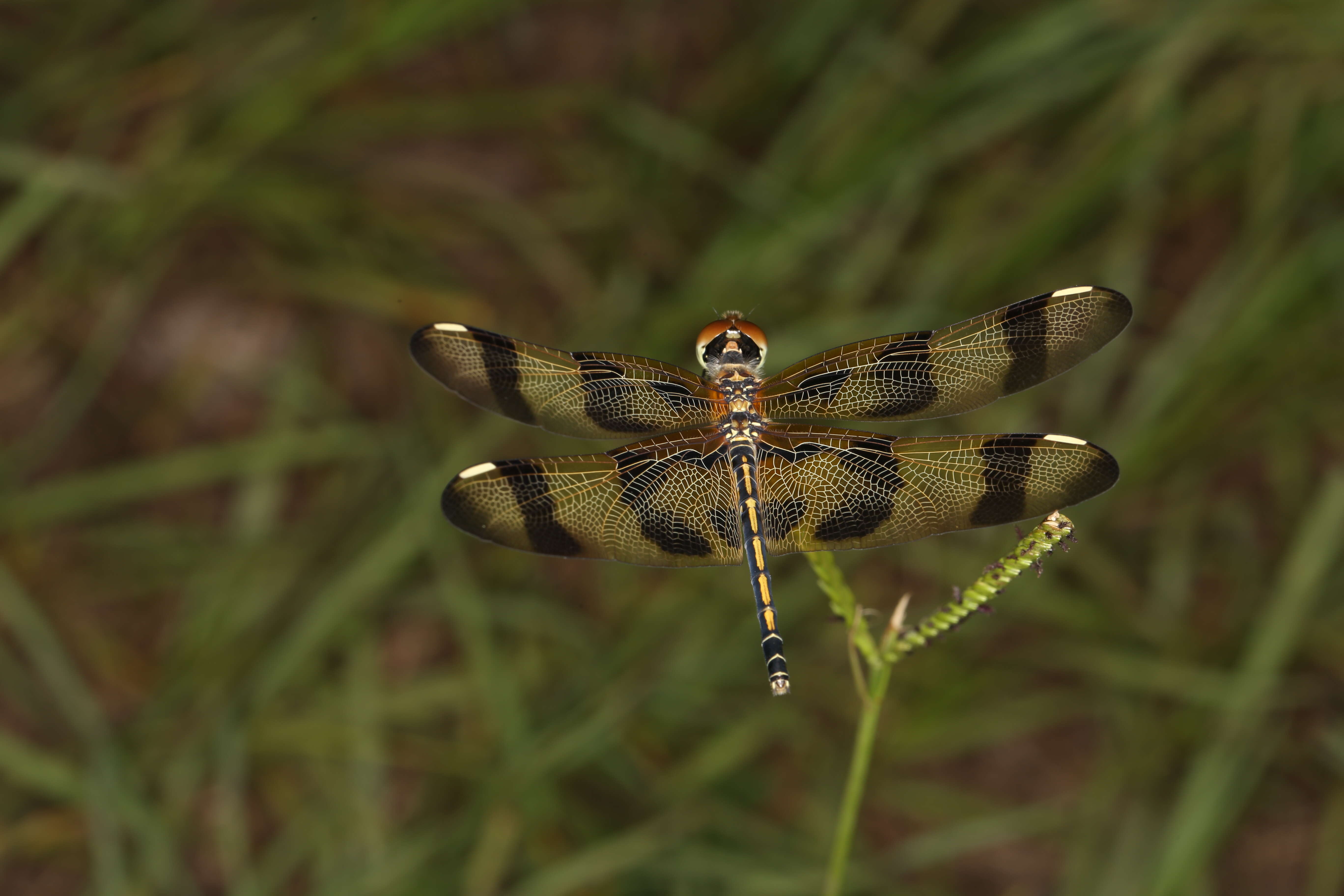 Celithemis eponina (Drury 1773) resmi