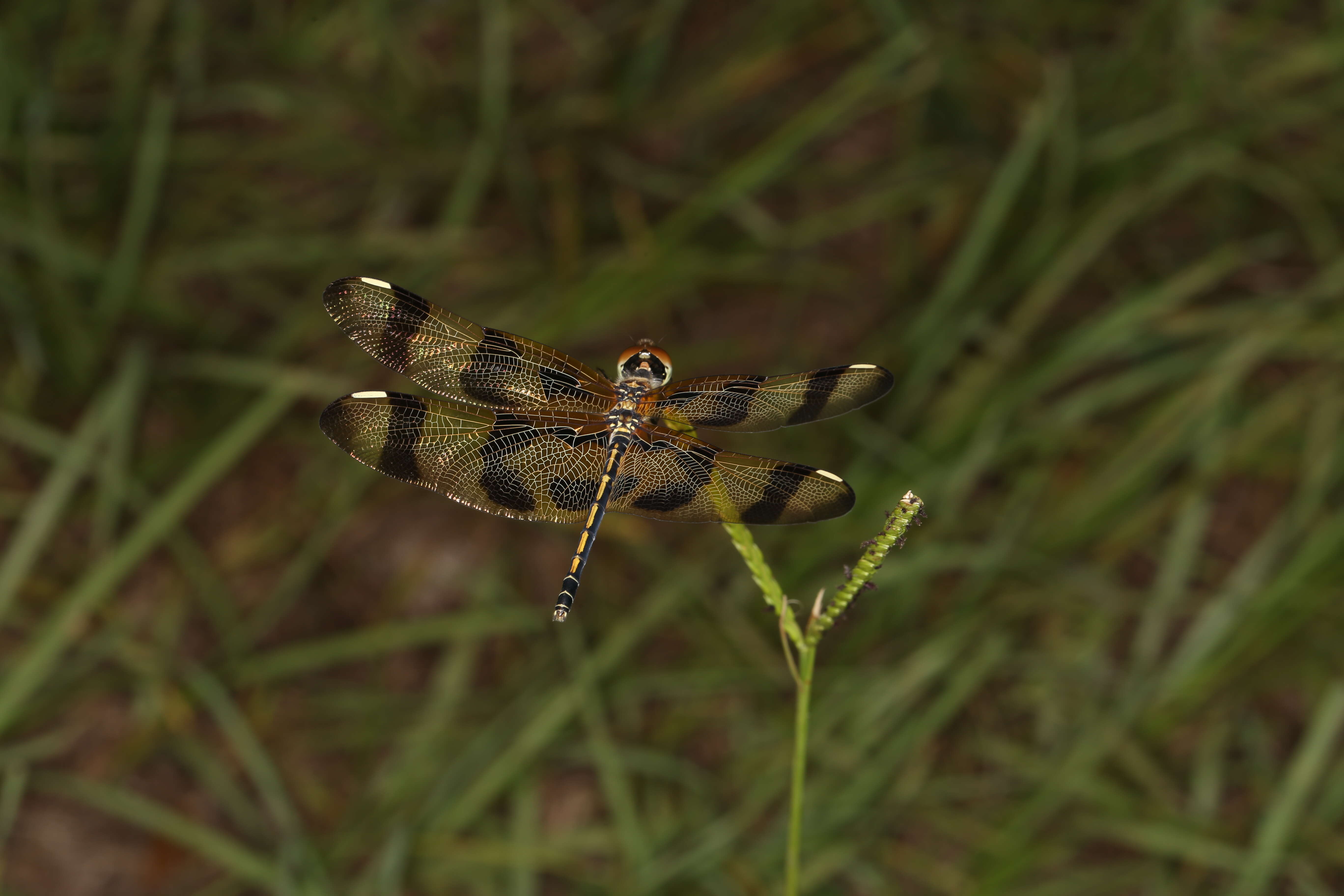 Celithemis eponina (Drury 1773) resmi