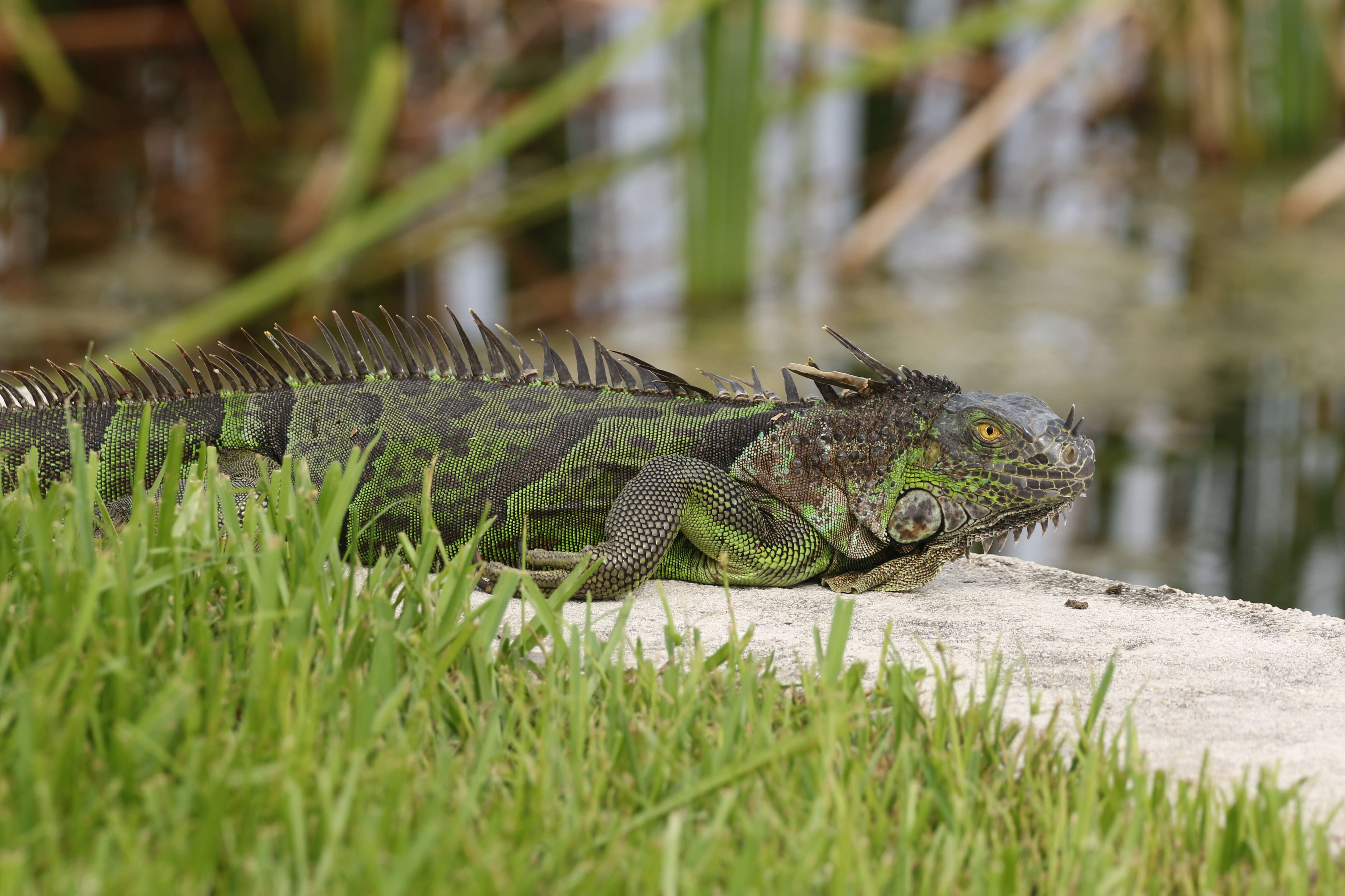 Image of Green iguana