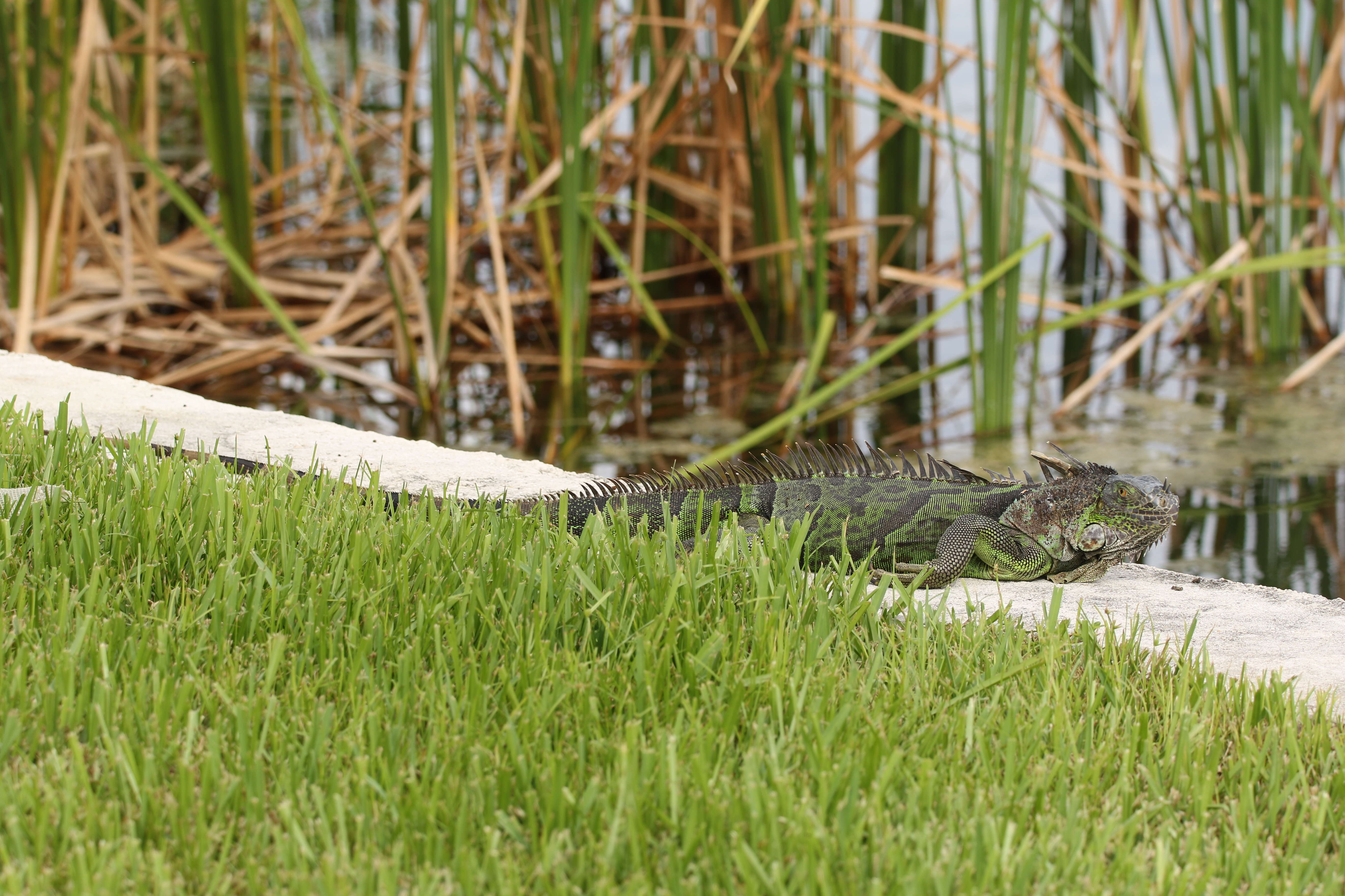 Image of Green iguana