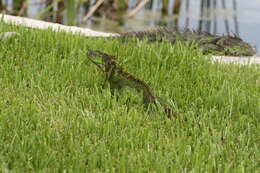 Image of Green iguana