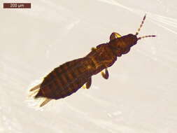 Image of thrips