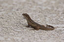 Image of Northern Curly-tailed Lizard