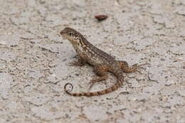 Image of Northern Curly-tailed Lizard