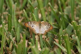 Image of White Peacock