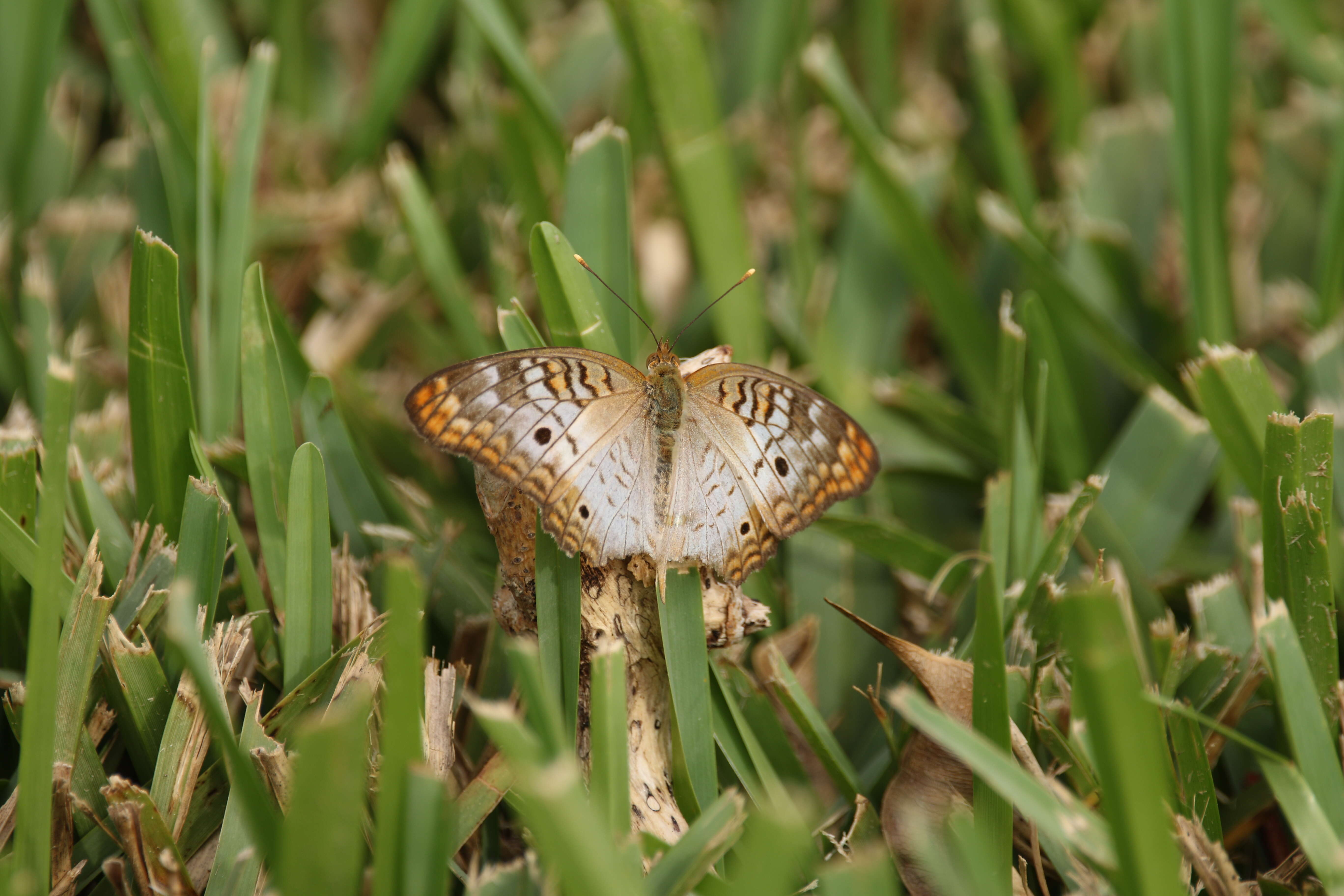 Image of White Peacock