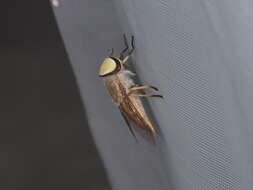 Image of Striped Horse Fly