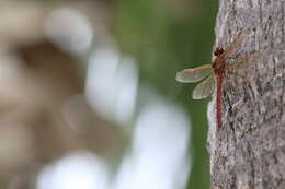 Image of Needham's Skimmer