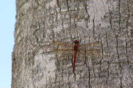 Image of Needham's Skimmer