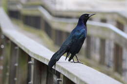 Image of Boat-tailed Grackle