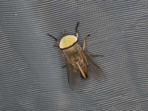 Image of Striped Horse Fly