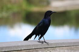 Image of Boat-tailed Grackle