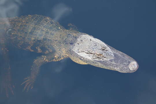 Image of alligators