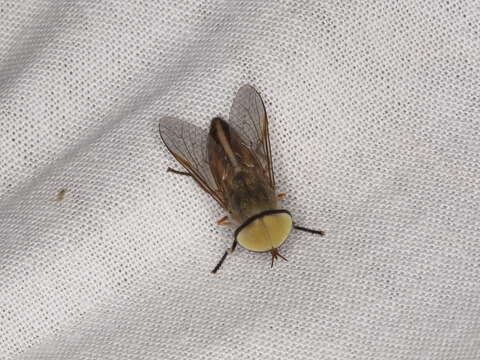 Image of Striped Horse Fly