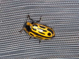 Image of Cottonwood Leaf Beetle