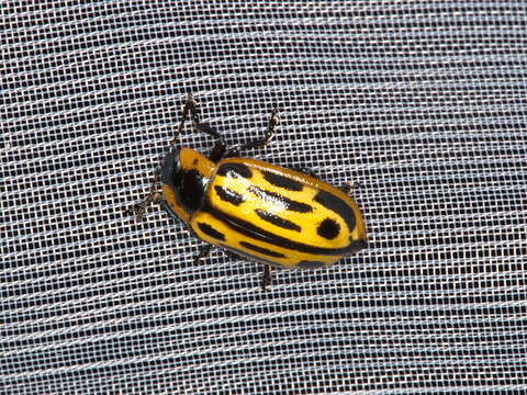 Image of Cottonwood Leaf Beetle