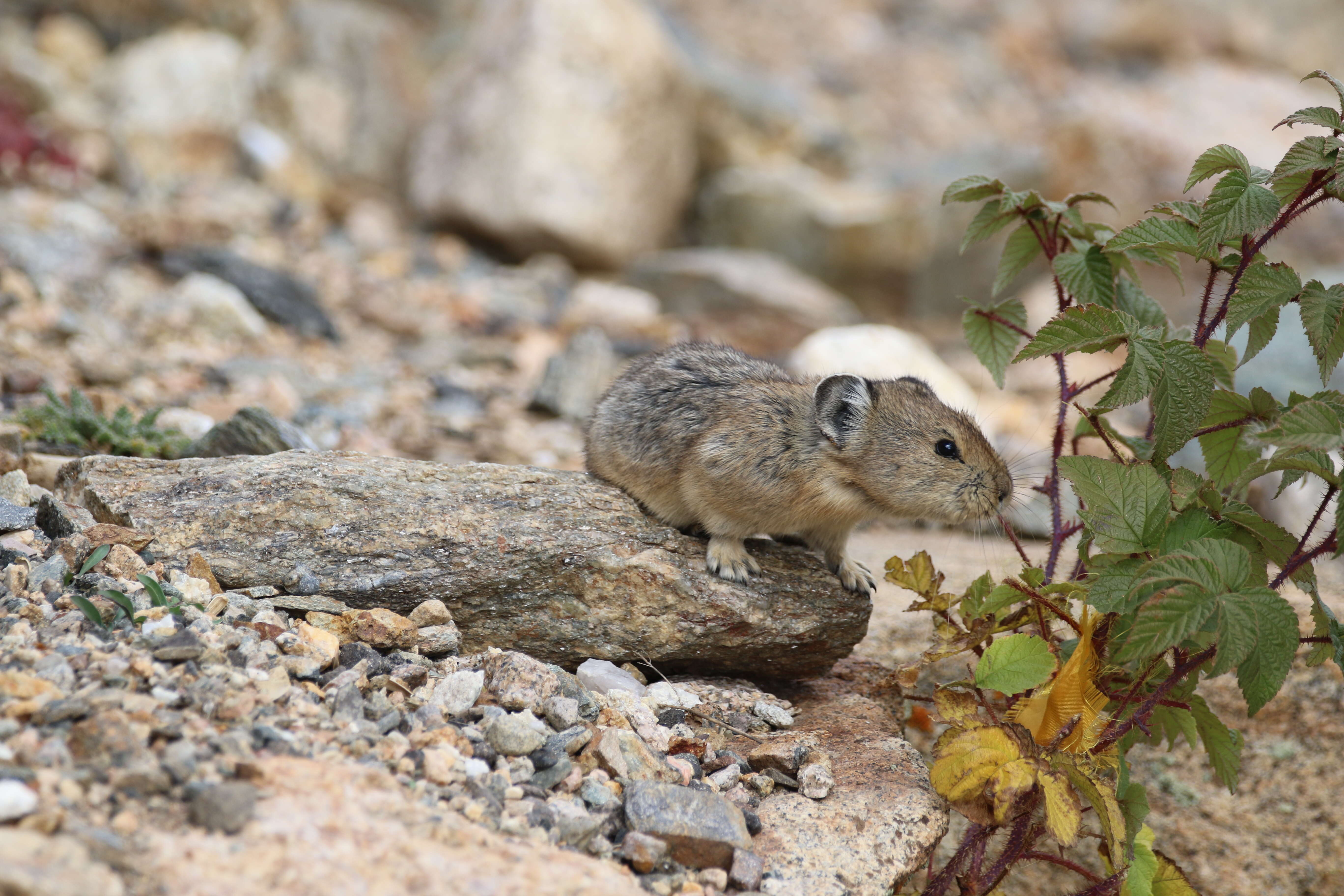 Image of Ochotona subgen. Pika Lacépède 1799