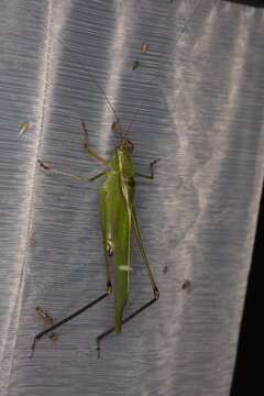 Image of Scudder's bush katydids