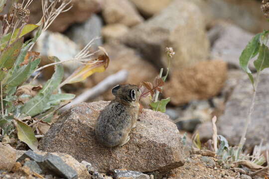 Image of Ochotona subgen. Pika Lacépède 1799