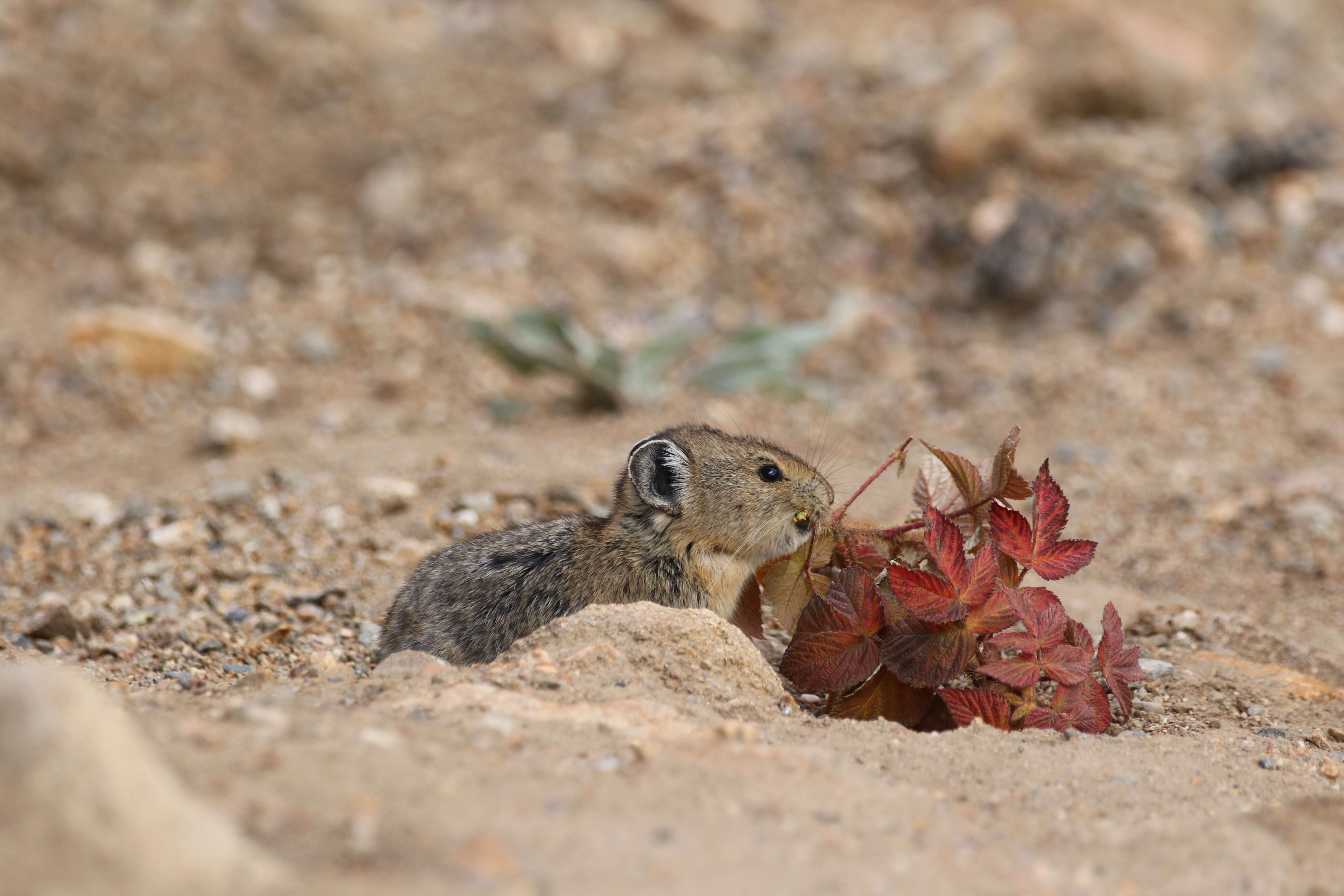 Image of Ochotona subgen. Pika Lacépède 1799