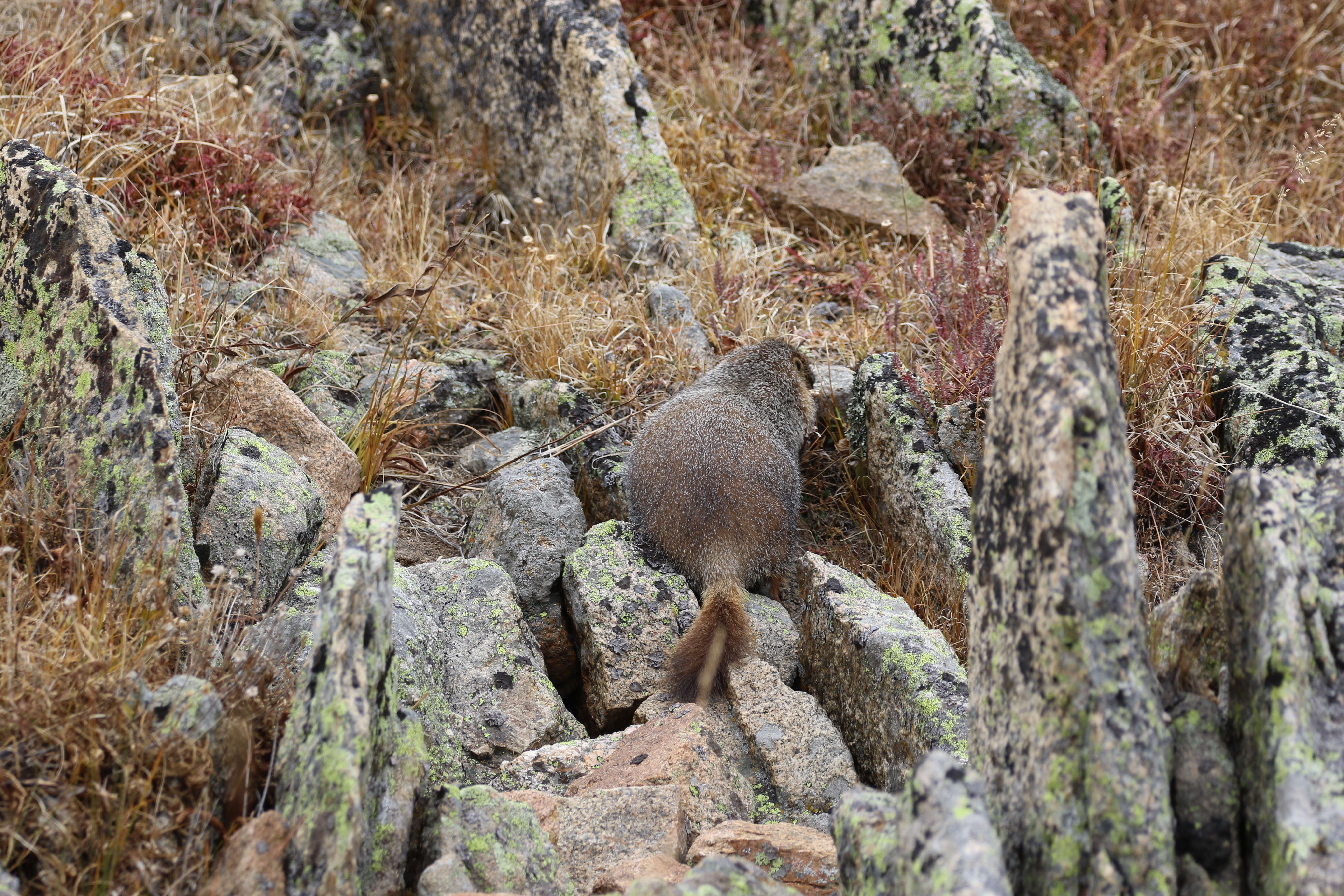 Image of Marmota subgen. Petromarmota Steppan et al. 1999