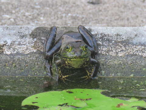 Image of American Bullfrog