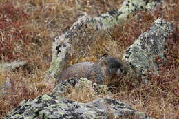 Image of Marmota subgen. Petromarmota Steppan et al. 1999