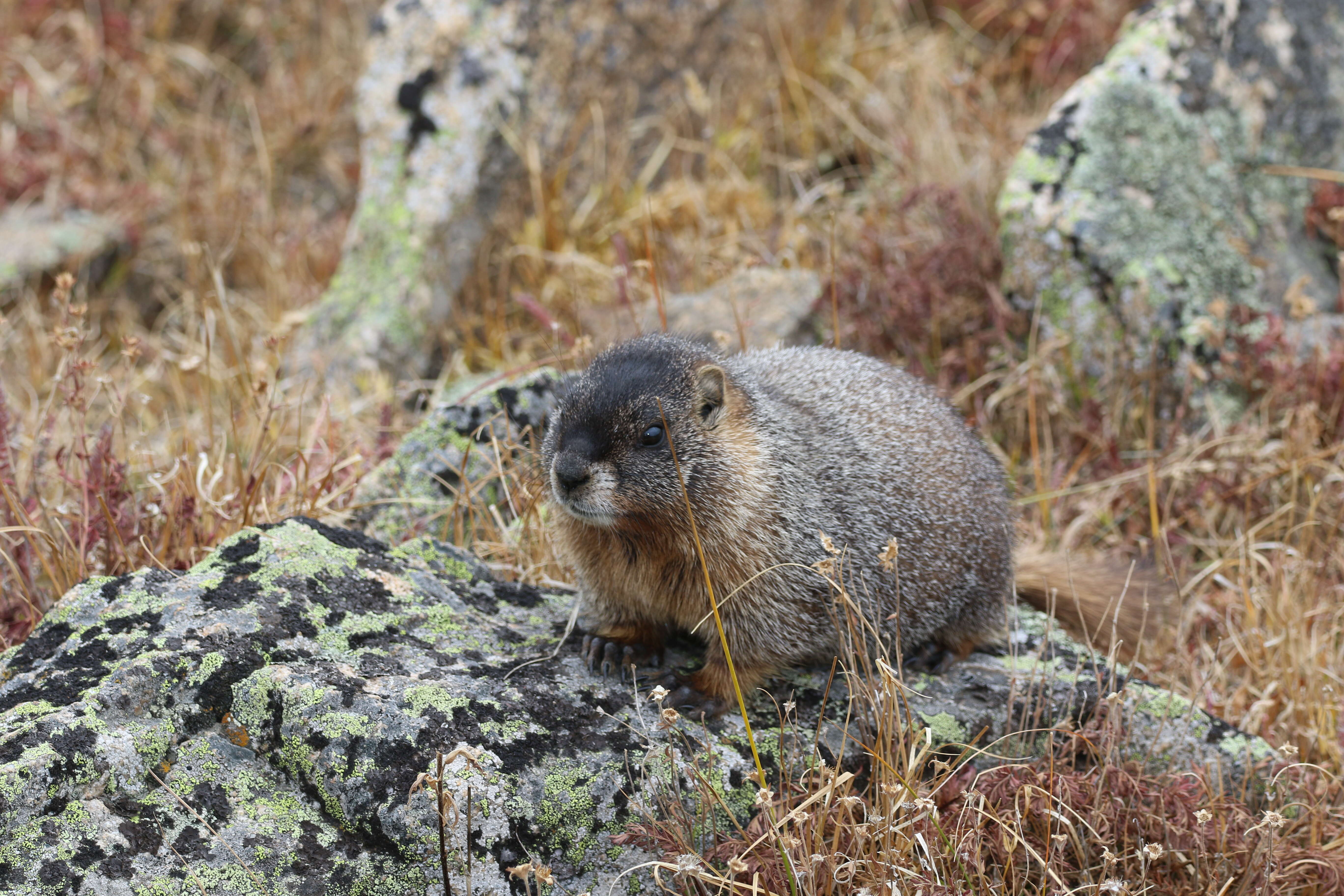 Image of Marmota subgen. Petromarmota Steppan et al. 1999