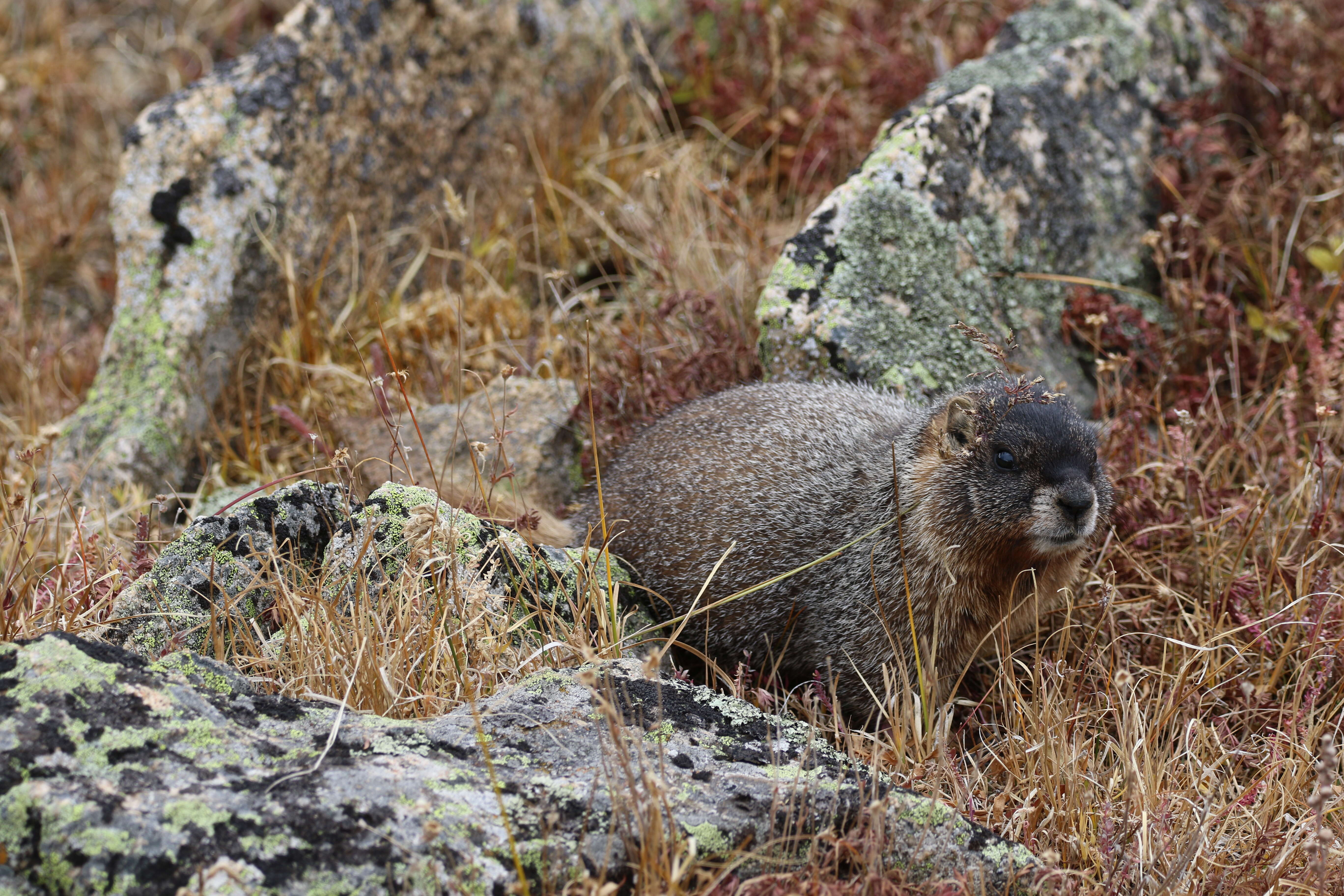 Image of Marmota subgen. Petromarmota Steppan et al. 1999