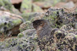 Image of Marmota subgen. Petromarmota Steppan et al. 1999