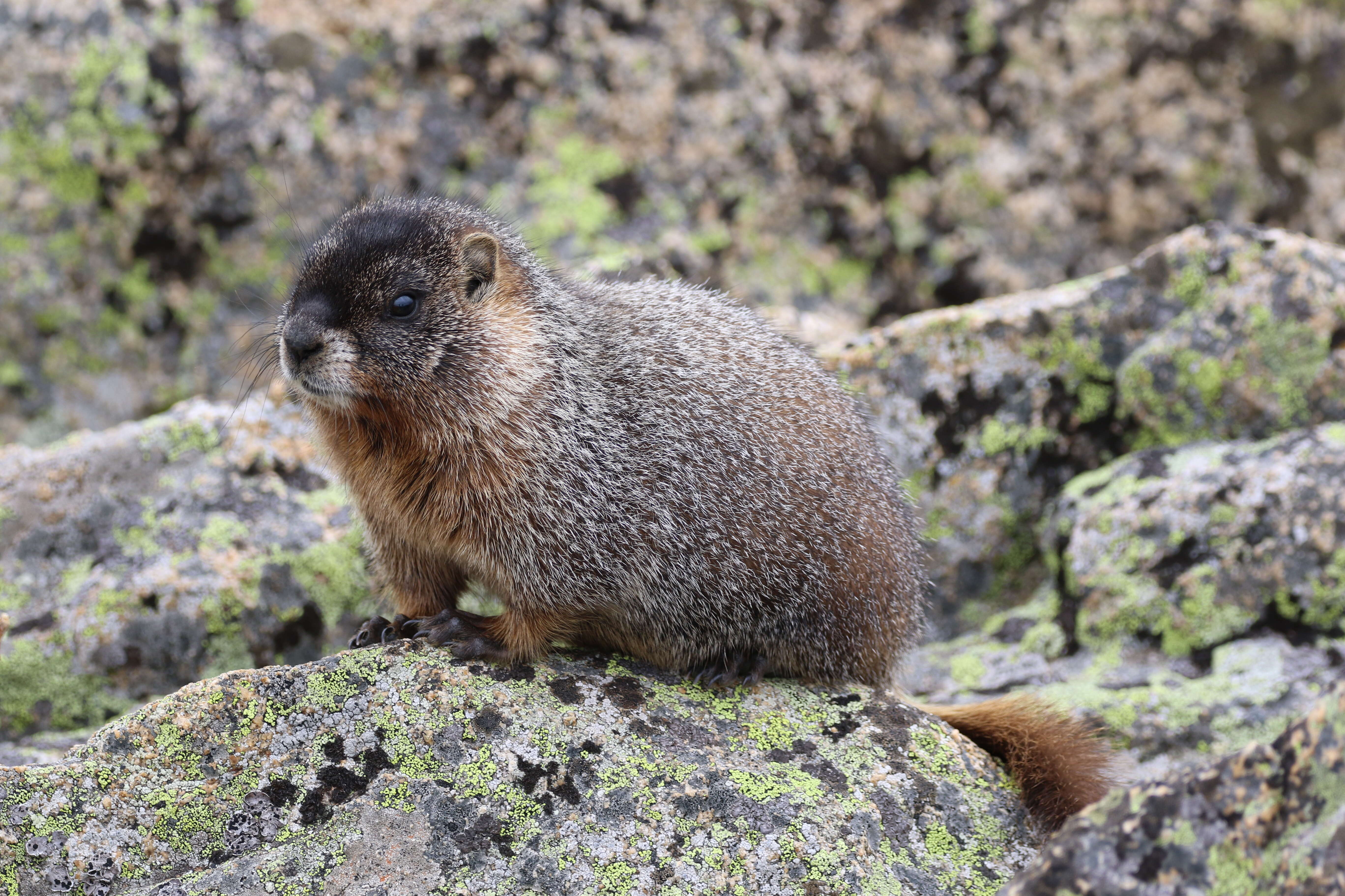 Image of Marmota subgen. Petromarmota Steppan et al. 1999