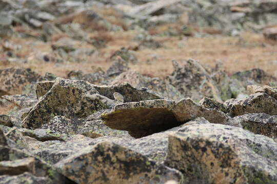 Image of Ochotona subgen. Pika Lacépède 1799