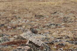 Image of Marmota subgen. Petromarmota Steppan et al. 1999