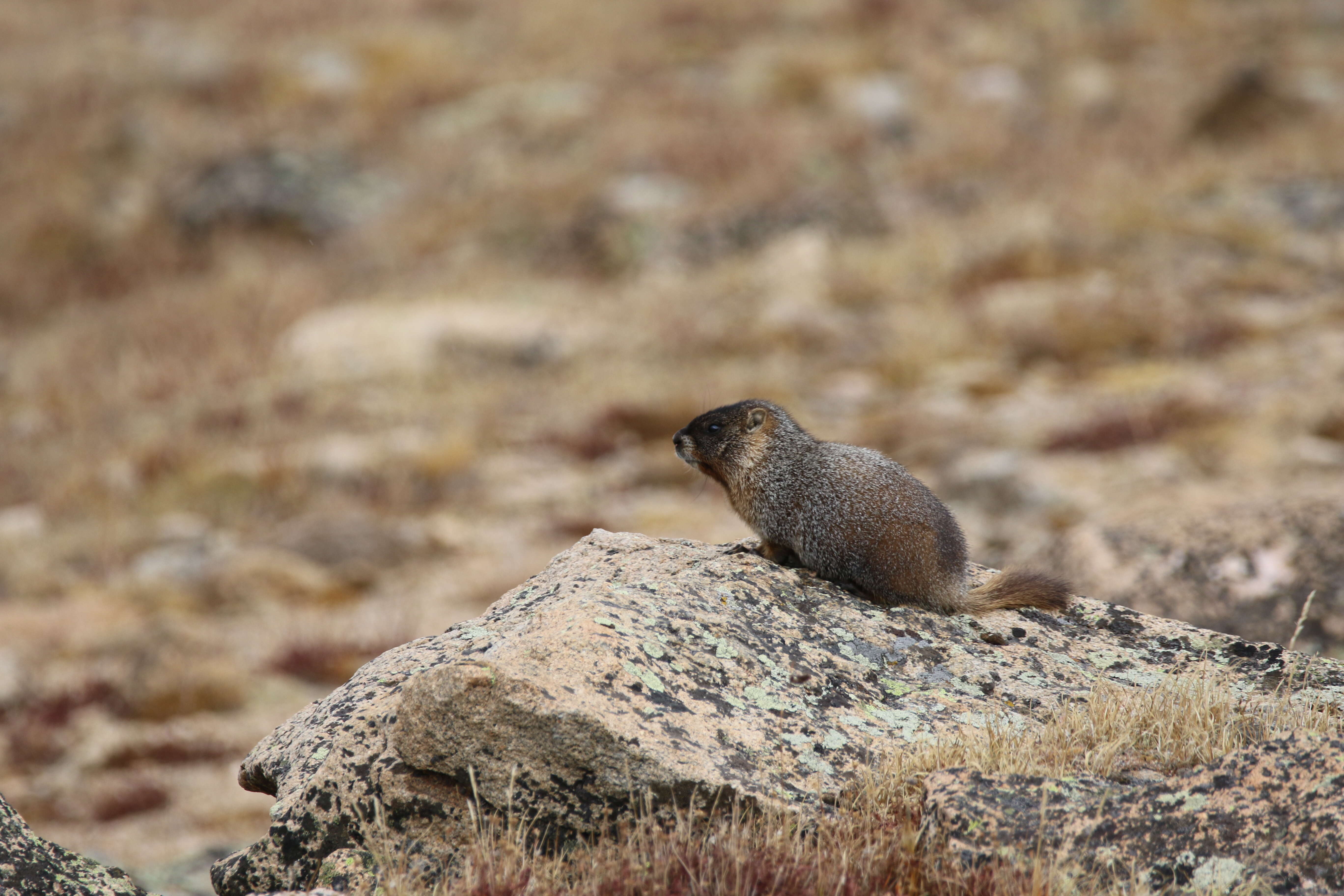 Image of Marmota subgen. Petromarmota Steppan et al. 1999