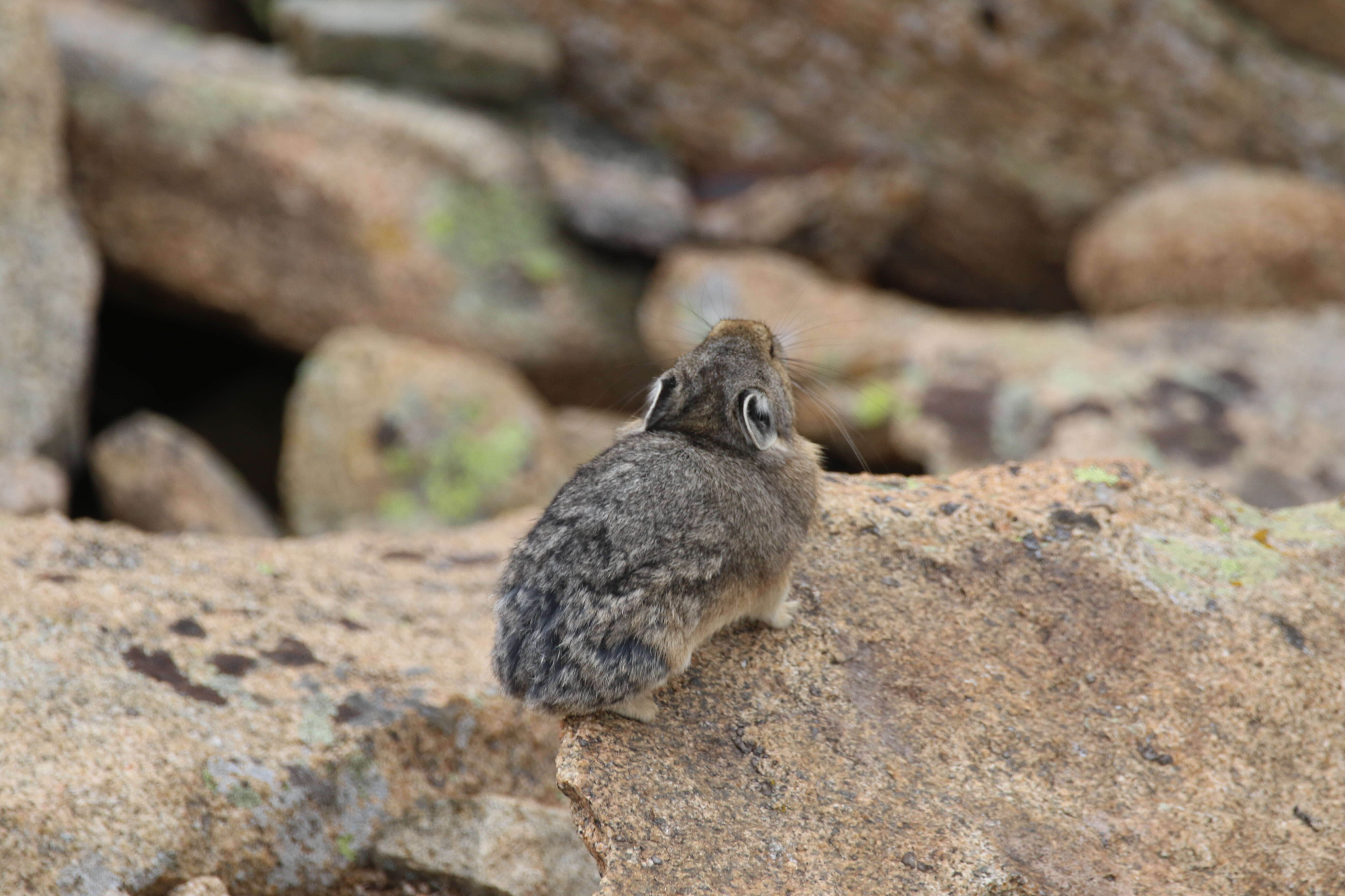 Image of Ochotona subgen. Pika Lacépède 1799