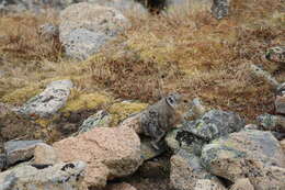 Image of Ochotona subgen. Pika Lacépède 1799